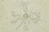 Two Floating Crinoid (Saccocoma) Fossils - Solnhofen Limestone #353563-1